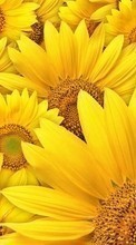 New mobile wallpapers - free download. Plants, Backgrounds, Sunflowers picture and image for mobile phones.