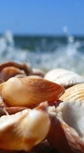 New mobile wallpapers - free download. Background, Shells picture and image for mobile phones.