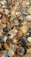 New mobile wallpapers - free download. Background,Shells picture and image for mobile phones.