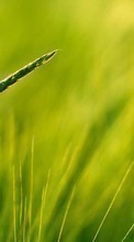 New 540x960 mobile wallpapers Plants, Grass, Backgrounds free download.