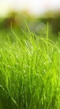 New 540x960 mobile wallpapers Plants, Grass, Backgrounds free download.