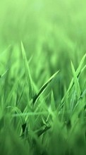New mobile wallpapers - free download. Plants, Grass, Backgrounds picture and image for mobile phones.