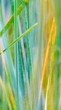 New 800x480 mobile wallpapers Grass, Backgrounds free download.