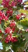 New mobile wallpapers - free download. Plants, Fruits, Berries picture and image for mobile phones.