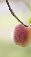 New mobile wallpapers - free download. Fruits,Peaches,Plants picture and image for mobile phones.