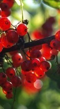 New mobile wallpapers - free download. Fruits, Plants, Currant picture and image for mobile phones.