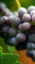 New mobile wallpapers - free download. Fruits,Plants,Grapes picture and image for mobile phones.
