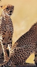 New 480x800 mobile wallpapers Animals, Cheetah free download.