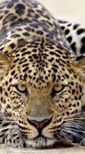 New mobile wallpapers - free download. Cheetah, Animals picture and image for mobile phones.