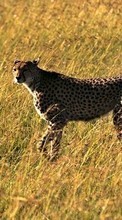 New mobile wallpapers - free download. Cheetah, Animals picture and image for mobile phones.