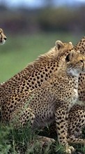 New mobile wallpapers - free download. Animals, Cheetah picture and image for mobile phones.