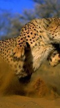 New mobile wallpapers - free download. Cheetah,Animals picture and image for mobile phones.