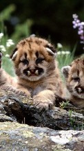 Animals, Cheetah for HTC Rhyme