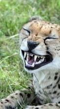 New mobile wallpapers - free download. Animals, Cheetah picture and image for mobile phones.