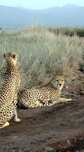 New 720x1280 mobile wallpapers Animals, Cheetah free download.