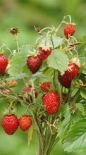 New mobile wallpapers - free download. Berries,Strawberry,Plants picture and image for mobile phones.