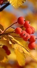 New mobile wallpapers - free download. Berries, Leaves, Autumn, Plants picture and image for mobile phones.
