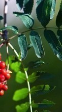 New mobile wallpapers - free download. Berries, Leaves, Plants picture and image for mobile phones.