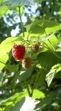 New 800x480 mobile wallpapers Plants, Raspberry, Berries free download.