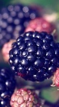 New mobile wallpapers - free download. Berries, Plants picture and image for mobile phones.