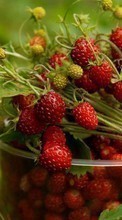 Berries,Plants for Samsung Galaxy Pocket Plus