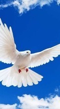 New mobile wallpapers - free download. Pigeons, Sky, Birds, Animals picture and image for mobile phones.