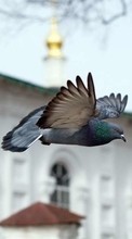 New mobile wallpapers - free download. Pigeons,Birds picture and image for mobile phones.