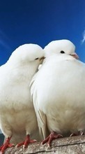 New mobile wallpapers - free download. Pigeons, Birds, Animals picture and image for mobile phones.