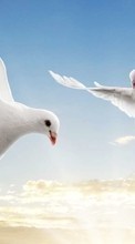 New mobile wallpapers - free download. Pigeons,Birds,Animals picture and image for mobile phones.