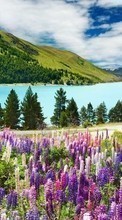 New mobile wallpapers - free download. Mountains,Landscape,Nature,Plants picture and image for mobile phones.
