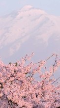 New mobile wallpapers - free download. Mountains,Landscape,Sakura picture and image for mobile phones.