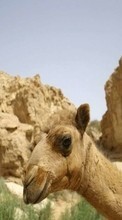 New mobile wallpapers - free download. Mountains, Camels, Animals picture and image for mobile phones.