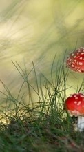 New 720x1280 mobile wallpapers Plants, Mashrooms free download.