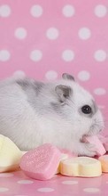 New mobile wallpapers - free download. Animals, Hamsters, Rodents picture and image for mobile phones.