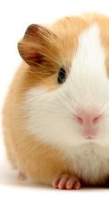 New mobile wallpapers - free download. Rodents, Hamsters, Animals picture and image for mobile phones.