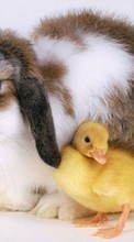 New 720x1280 mobile wallpapers Animals, Rodents, Rabbits free download.