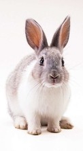 New mobile wallpapers - free download. Animals, Rodents, Rabbits picture and image for mobile phones.