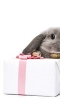New mobile wallpapers - free download. Animals, Rodents, Rabbits picture and image for mobile phones.