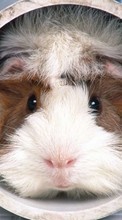 New mobile wallpapers - free download. Animals, Rodents, Guinea pigs picture and image for mobile phones.