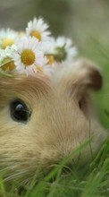 New mobile wallpapers - free download. Rodents,Guinea pigs,Animals picture and image for mobile phones.