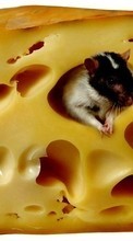 New mobile wallpapers - free download. Rodents, Mice, Cheese, Animals picture and image for mobile phones.