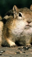 New mobile wallpapers - free download. Rodents,Chipmunks,Animals picture and image for mobile phones.