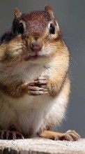 New mobile wallpapers - free download. Rodents,Chipmunks,Animals picture and image for mobile phones.