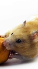 New mobile wallpapers - free download. Rodents,Animals picture and image for mobile phones.