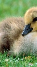 New mobile wallpapers - free download. Animals, Geese, Birds picture and image for mobile phones.
