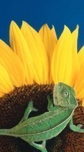 New 240x400 mobile wallpapers Animals, Plants, Sunflowers, Chameleons free download.