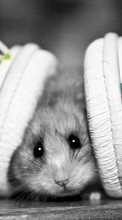 New mobile wallpapers - free download. Hamsters, Music, Headphones, Funny, Animals picture and image for mobile phones.