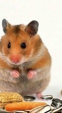 Hamsters,Animals for Motorola Defy+