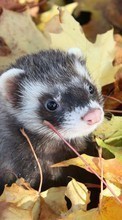 New mobile wallpapers - free download. Ferrets,Animals picture and image for mobile phones.