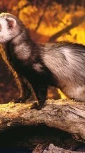 New mobile wallpapers - free download. Ferrets,Animals picture and image for mobile phones.